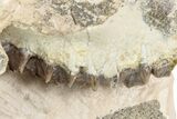 Bargain, Fossil Oreodont (Merycoidodon) Skull - South Dakota #243590-1